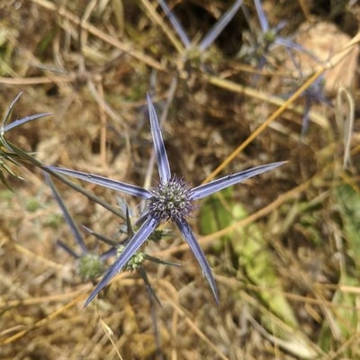 Eryngium creticum — flower