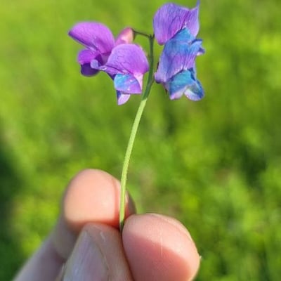 Lathyrus palustris — flower