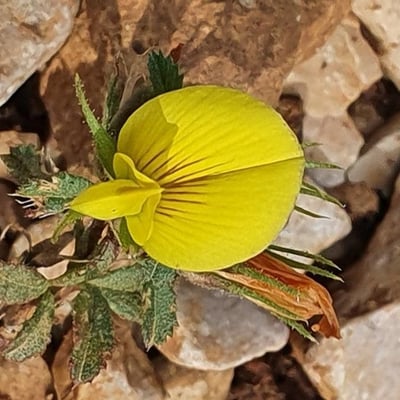 Ononis minutissima — flower