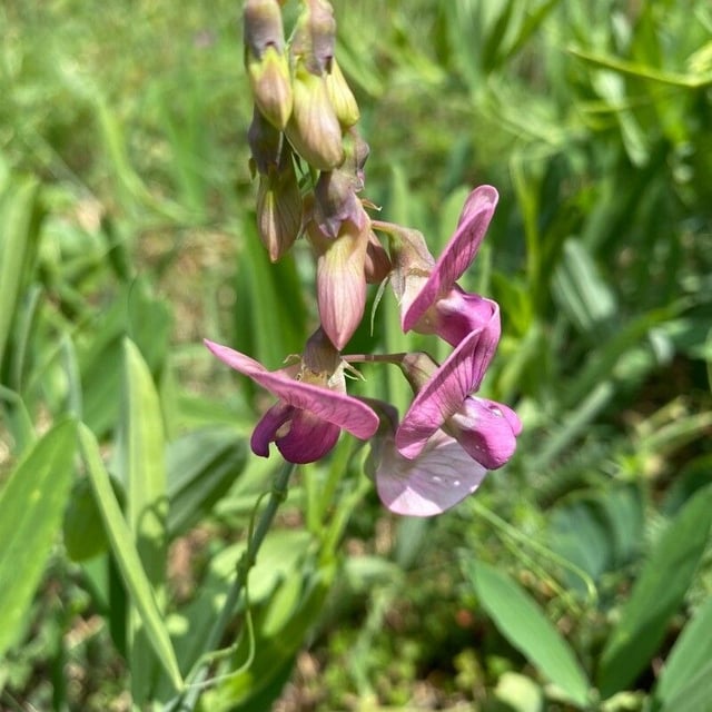 Lathyrus heterophyllus — flower