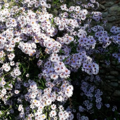Symphyotrichum novi-belgii — flower