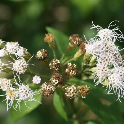 Chromolaena odorata — flower