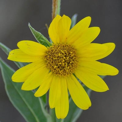 Helianthus maximiliani — flower