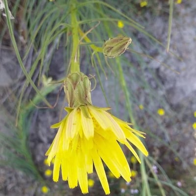Scorzonera hispanica — flower