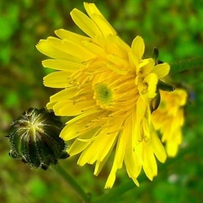 Crepis vesicaria — flower