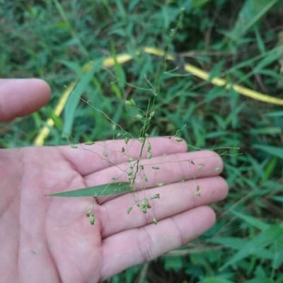 Panicum trichoides — flower