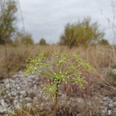 Thapsia villosa — flower