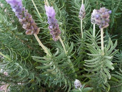 French lavender