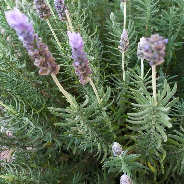 French lavender