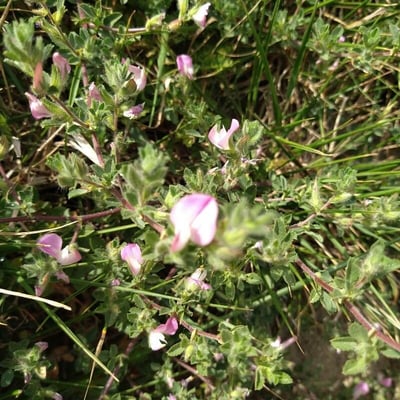 Ononis mitissima — flower