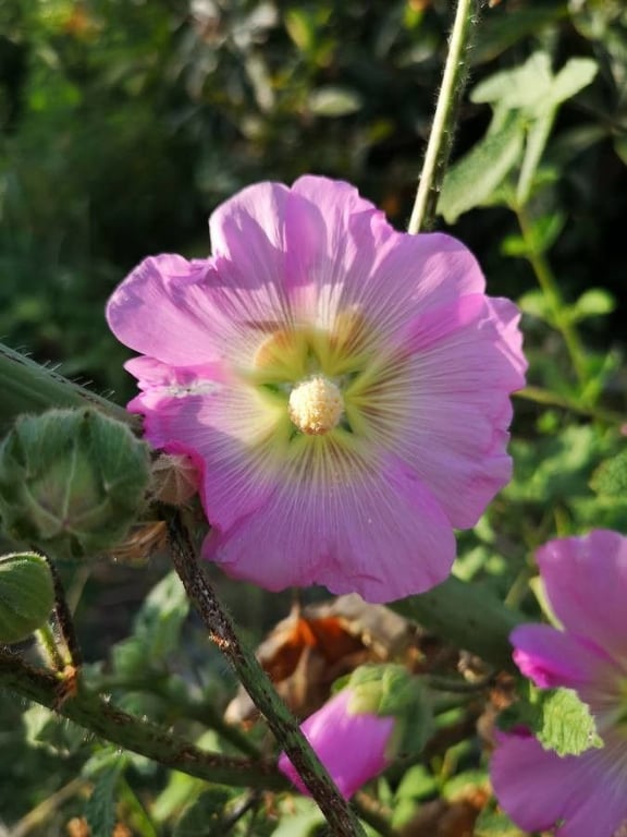 Alcea setosa