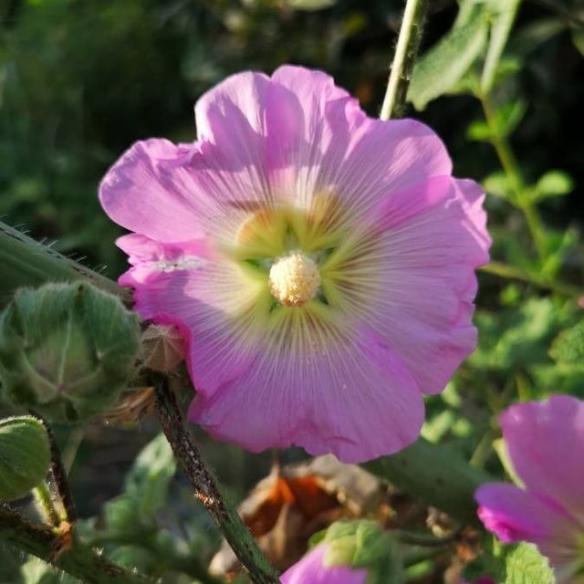 Alcea setosa