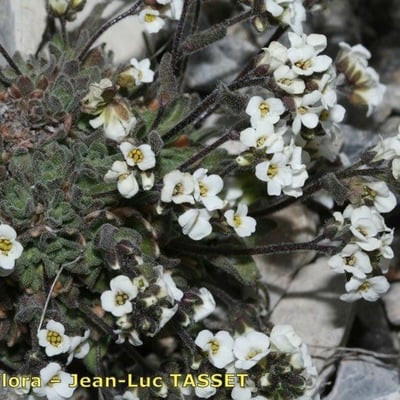 Draba dubia — flower