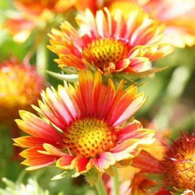 Gaillardia pulchella — flower