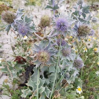 Eryngium maritimum — flower