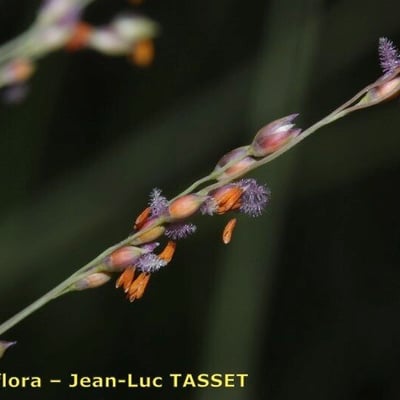 Panicum repens — flower