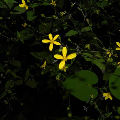 Milleria quinqueflora — flower
