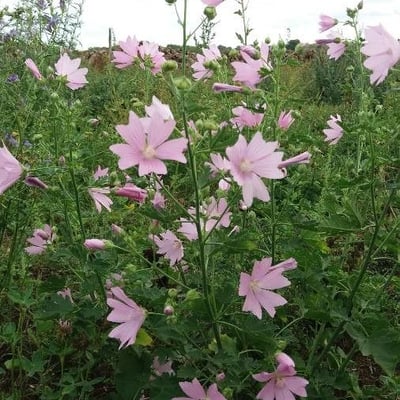 Malva alcea — flower