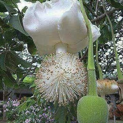 Adansonia digitata — flower