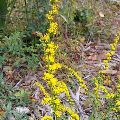 Solidago ulmifolia — flower