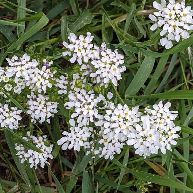 Iberis amara — flower