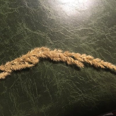 Calamagrostis epigejos — flower