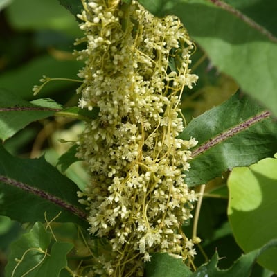 Cassytha filiformis — flower
