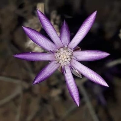 Xeranthemum annuum — flower