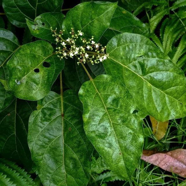 Premna serratifolia — flower