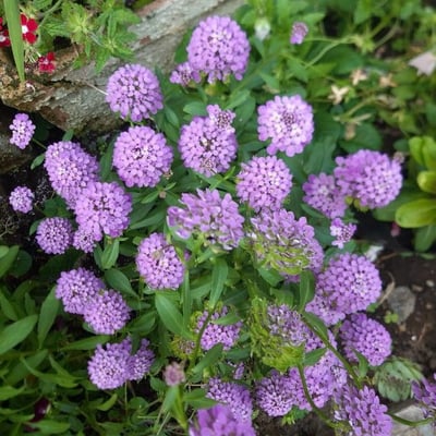 Iberis umbellata — flower