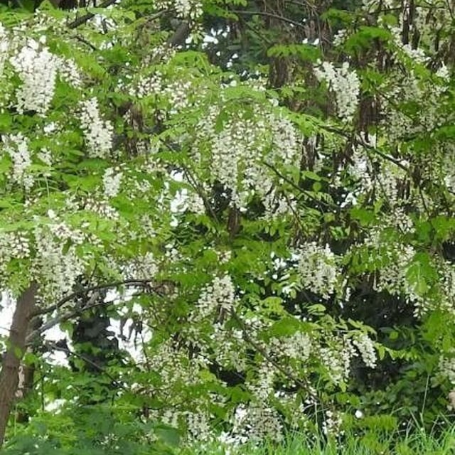Robinia pseudoacacia — flower
