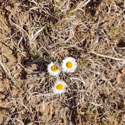 Erigeron compositus — flower