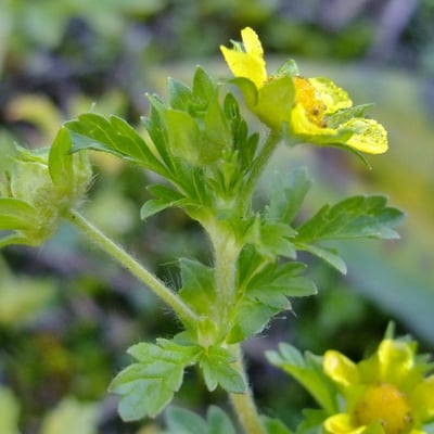 Potentilla supina — flower