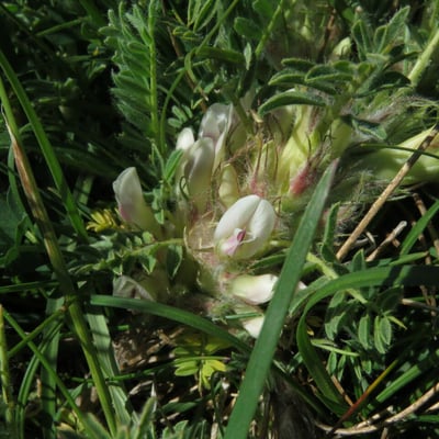 Astragalus sempervirens — flower