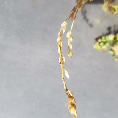 Camelina sativa — flower
