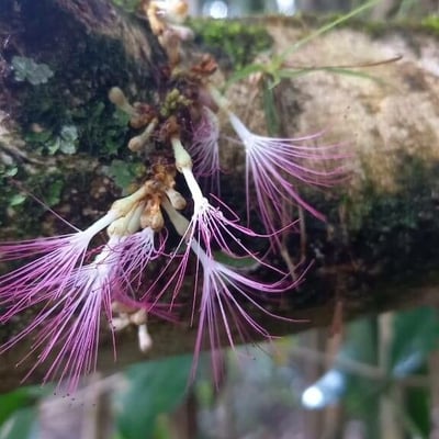 Calliandra houstoniana — flower