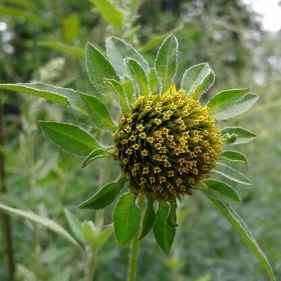 Bidens tripartita — flower
