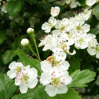 Crataegus laevigata — flower