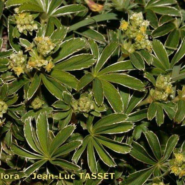 Alchemilla catalaunica