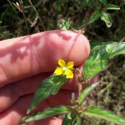 Corchorus olitorius — flower
