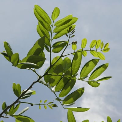 Piscidia piscipula — leaf