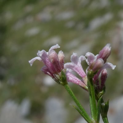Asperula cynanchica — flower
