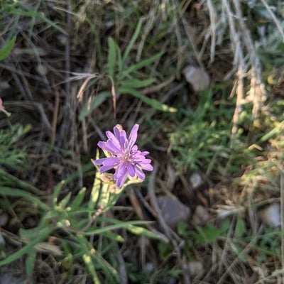 Lactuca tatarica — flower