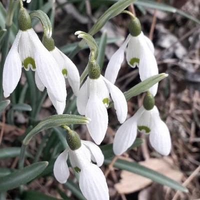 Galanthus nivalis — flower