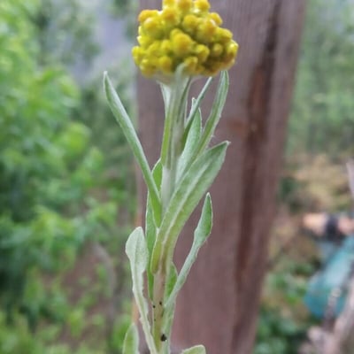 Pseudognaphalium affine — flower