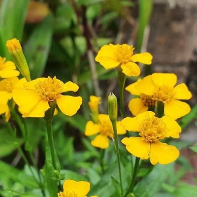 Tagetes lucida — flower