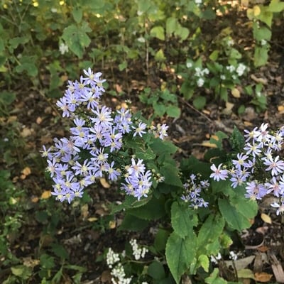 Symphyotrichum cordifolium — flower