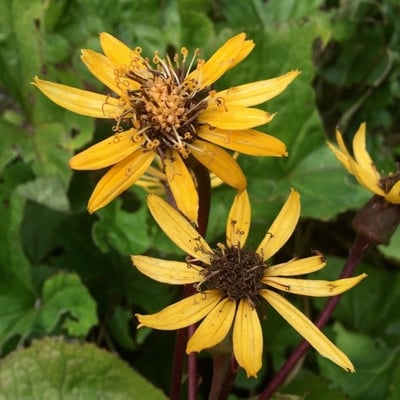 Ligularia sibirica — flower