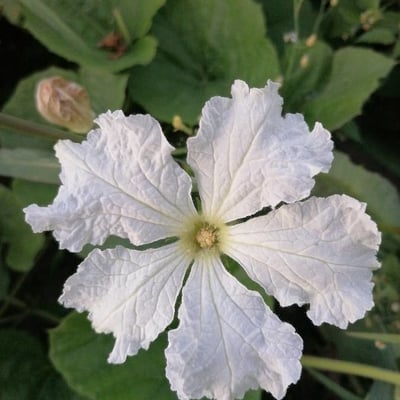 Lagenaria siceraria — flower