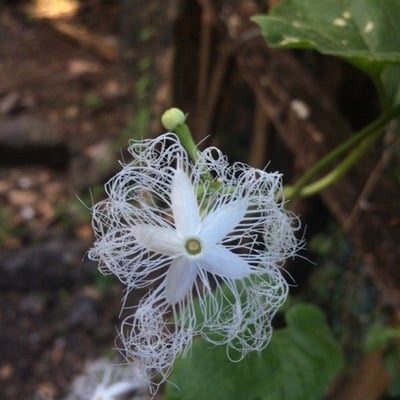Trichosanthes cucumerina — flower